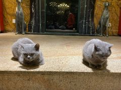 -more than meow吴止猫主题餐厅(承德 中船汇店)