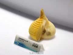 -贝壳梦幻世界