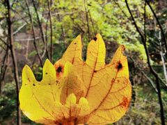 -青峰峡国家森林公园