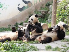 -中国大熊猫保护研究中心雅安碧峰峡基地
