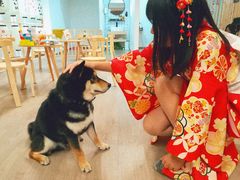 -柴迷FANS CLUB·柴犬狗咖·猫咖