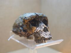 -国家自然博物馆