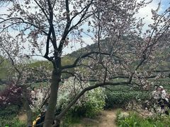 -中国茶叶博物馆(双峰馆区)