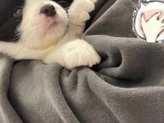 -萌宠之家·腊肠犬·马尔泰·小体犬舍