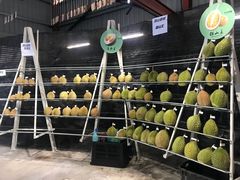 -都念榴莲·城市榴莲