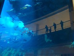 -迪拜水族馆及水下动物园