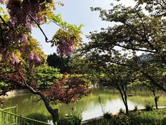 -嘉定紫藤园