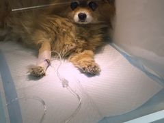 -瑞派·关忠动物医院·异宠专科·犬猫肿瘤·皮肤专科(望京店)