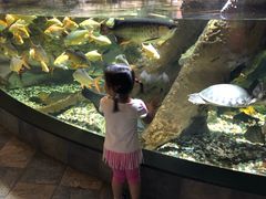-迪拜水族馆及水下动物园