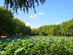 -同里国家湿地公园
