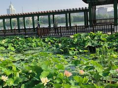 -莲花池公园
