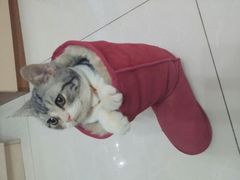 这个不是鞋。。是飞船。。呼呼。。回喵星用的。。-Bastet sally猫舍购宠(静安店)