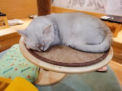 -滚猫咖啡·猫咖·猫友好撸猫(未来城店)