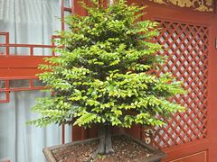 -程府宴(南长街四合院店)