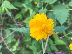 -国家植物园南园