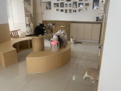 -鼓捣猫呢主题猫咖店