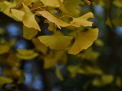 -昆山城市生态森林公园