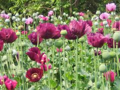 -国家植物园南园