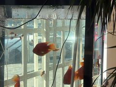 -花舍·新派粤菜·西餐·下午茶(亚运村·鸟巢店)