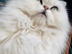 -喵屿·大理花园猫咖