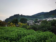 -龙井村