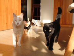 -猫咖时代(中山亭店)