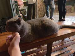 -猫猫幼稚园·撸猫·桌游·电玩