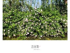 -白鹭湾湿地公园