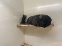 -龙猫仔乐园(惠福东路店)