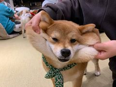 -逗柴咖啡屋·狗咖猫咖宠物桌游