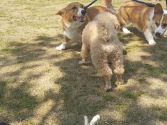 -两河城市森林公园