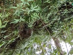 -芦仙山景区-飞越丛林探险乐园