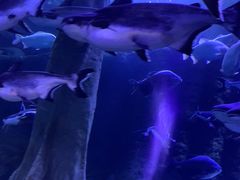 -成都浩海立方海洋公园