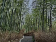 -东明山森林公园