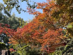 -南山植物园