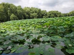 -北陵公园