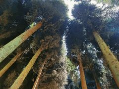 -武陵山森林公园