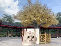 -广东圆玄道观