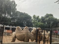 -保定市动物园
