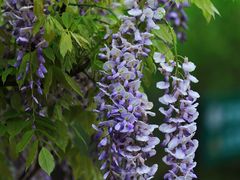 -上海吴淞炮台湾国家湿地公园