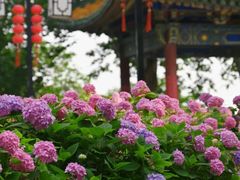 -阅江楼风景区
