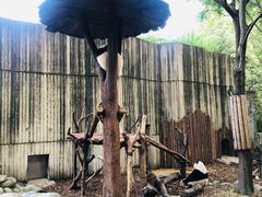 景点-成都大熊猫繁育研究基地