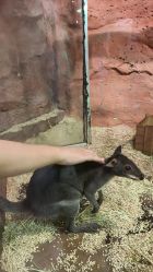 -Zoolung Zoolung动物主题公园(海信广场店)