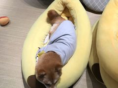 -逗柴咖啡屋·狗咖猫咖宠物桌游