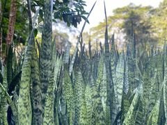 -中国科学院西双版纳热带植物园