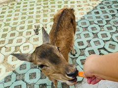 -常州淹城野生动物世界