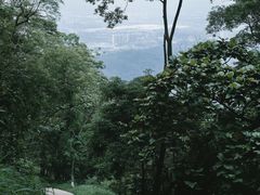 -黄埔油麻山森林公园