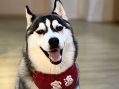 -Husky Go! 哈士奇体验馆·宠物咖啡厅狗咖