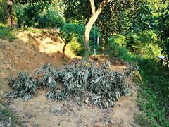 -彩虹桥宠物火化殡葬善终服务(金乐大厦店)