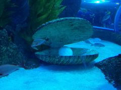 -芜湖新华联大白鲸海洋公园